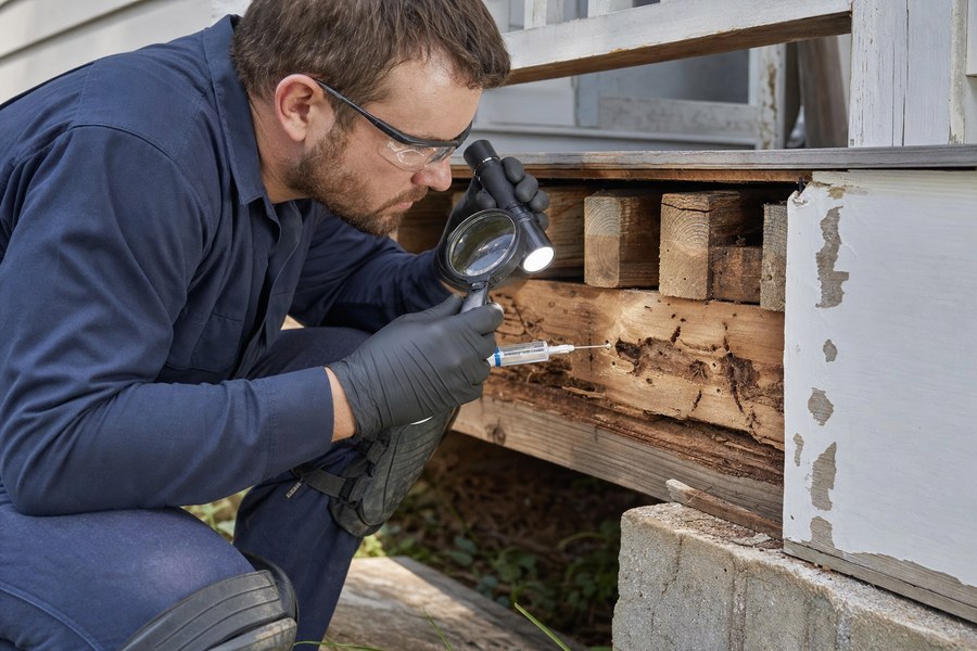 Technician treating a carpenter ant gallery in damaged wood