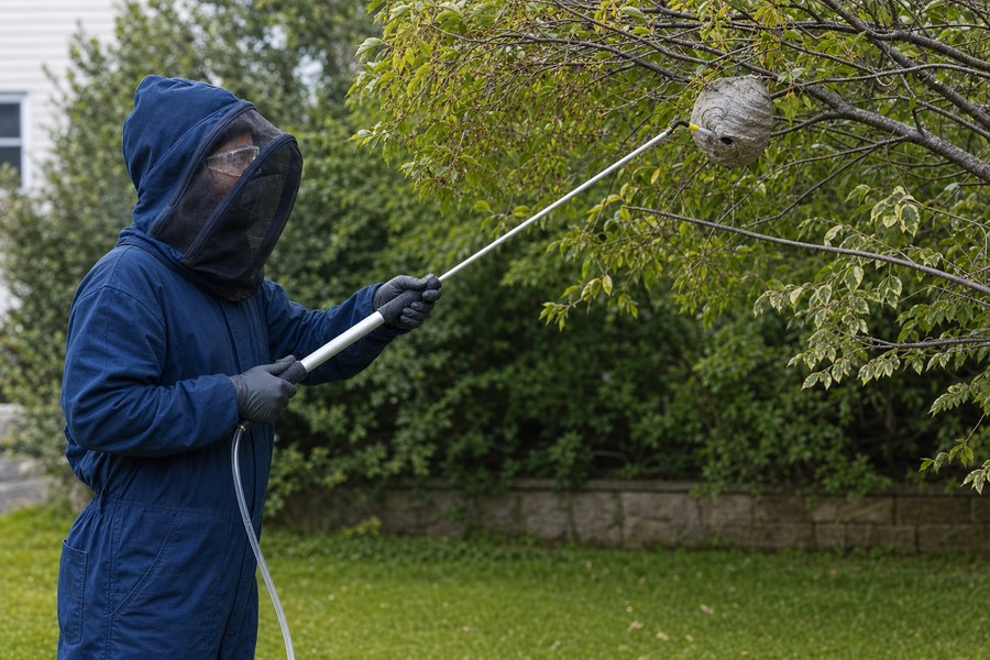 Protected technician treating an enclosed hornet nest from a safe distance