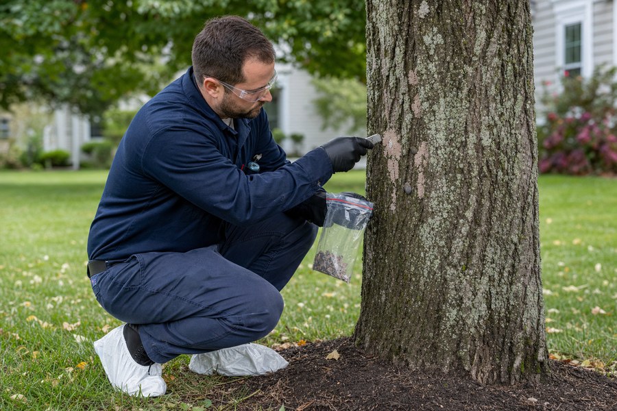 Technician removing spotted lanternfly egg masses from a tree